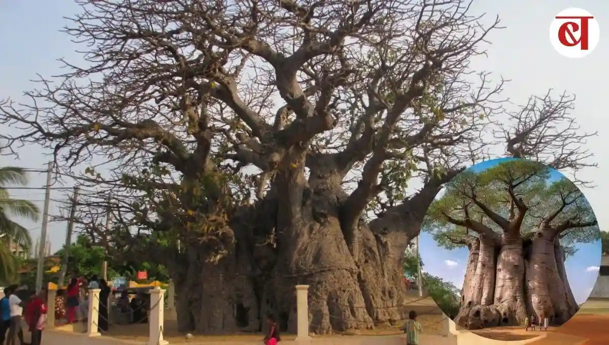 Baobab tree in india