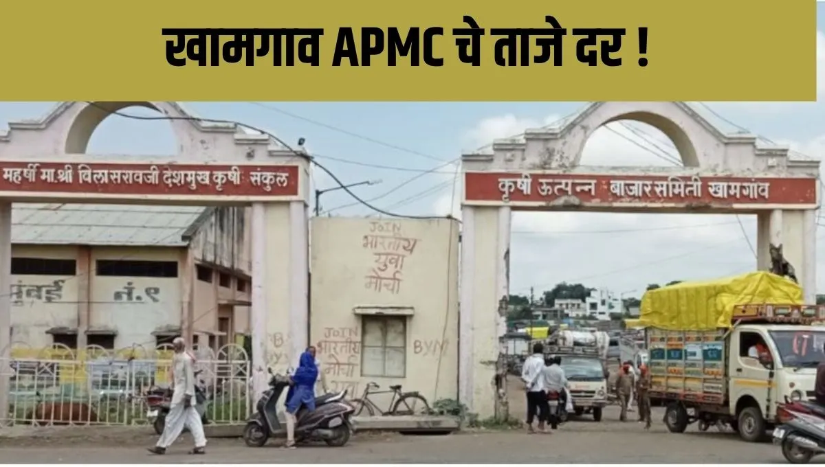 खामगाव APMC मध्ये मूगचे भाव गगनाला! शेतकऱ्यांना मिळणार बंपर नफा?