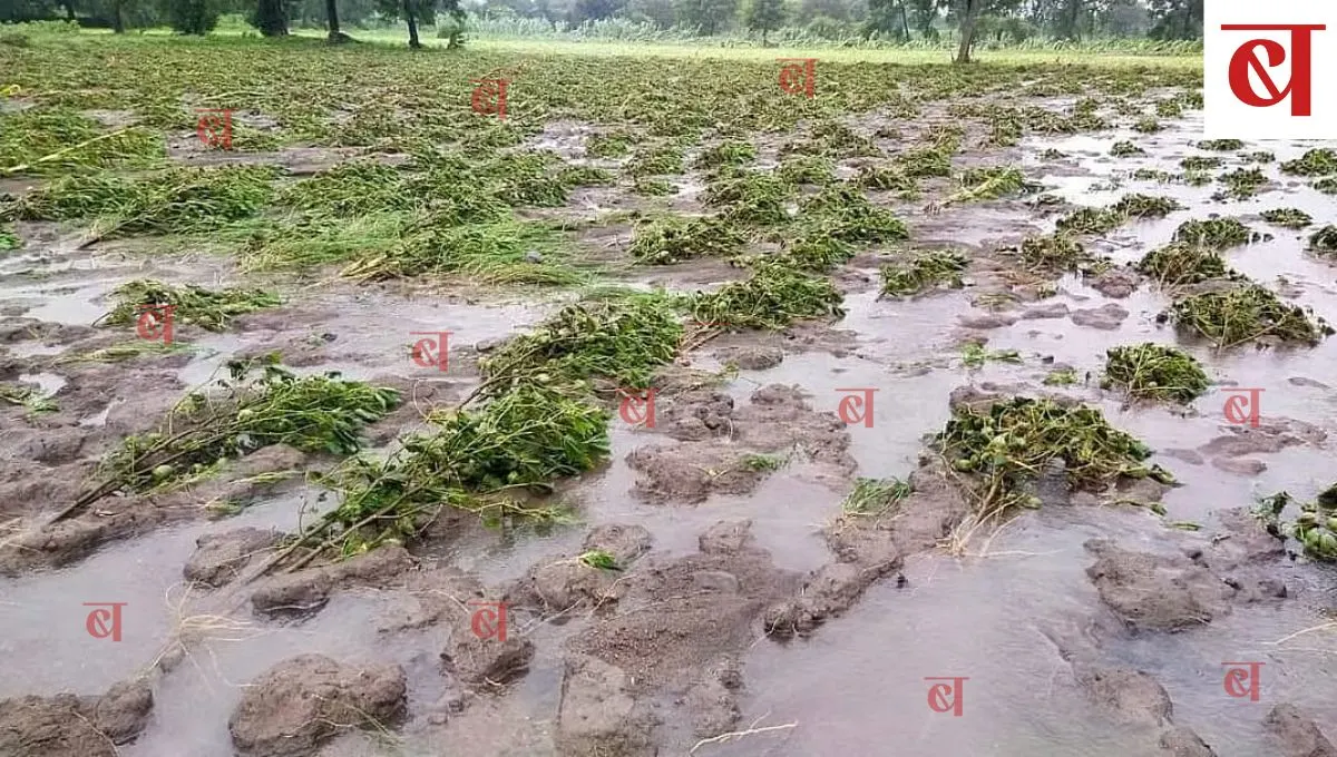 Crop Damage Compensation